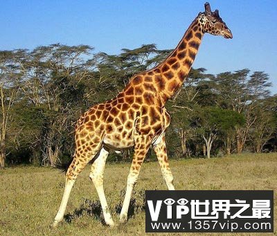 长颈鹿会患上动脉硬化和中风吗