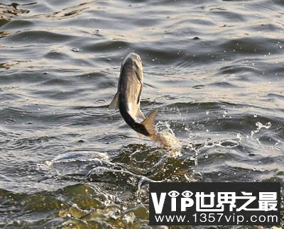 地震前动物会有哪些异常表现