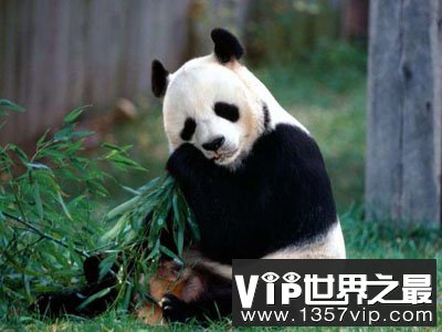 人们对大熊猫的五个误解 好斗且不懒