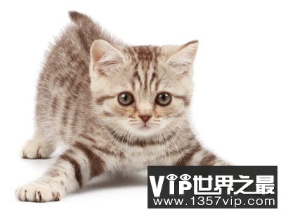 猫从高空坠下为什么容易伤到下巴