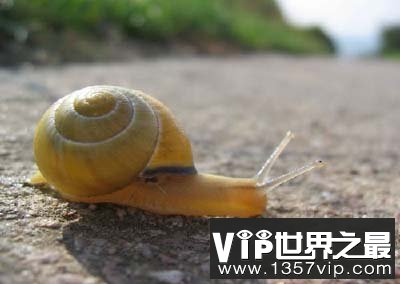 中国发现世界上最小陆生蜗牛 只有针眼1/10
