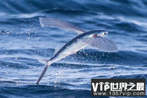 世界上飞得最远的鱼