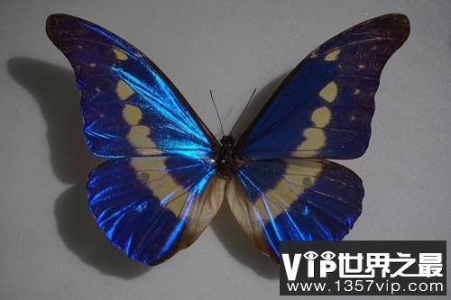 世界上最美丽的蝴蝶 海伦娜闪蝶标本能换辆车