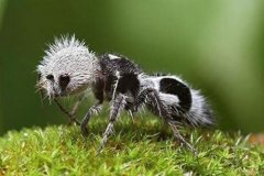 世界上最奇特的蚂蚁，其剧毒可杀死一头牛