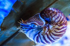 世界上最古老的海螺，鹦鹉螺被誉为活化石