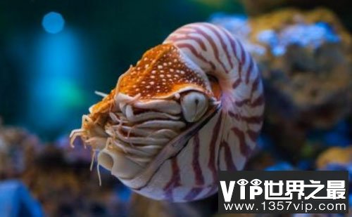 世界上最古老的海螺，鹦鹉螺被誉为活化石