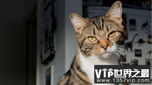 猫真的是自私的吗?科学家告诉你答案