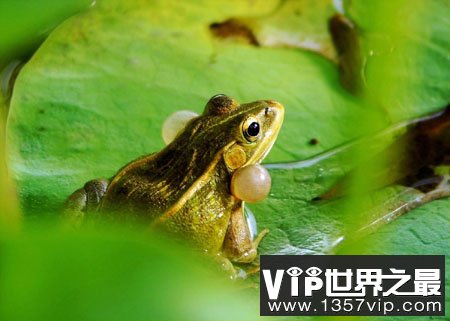 青蛙寿命长达百万年之谜