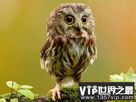 猫头鹰为什么常常是睁一只眼睛闭一只眼睛
