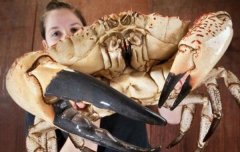 世界上最重的螃蟹，澳洲皇帝蟹重达72斤