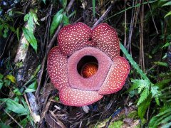 世界上最大最臭的花 大王花直径140厘米