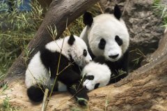 全球最难租到熊猫的国家 南非申请20年仍被拒绝