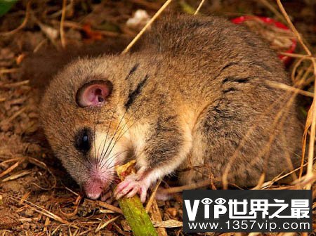睡鼠—冬眠最长的动物