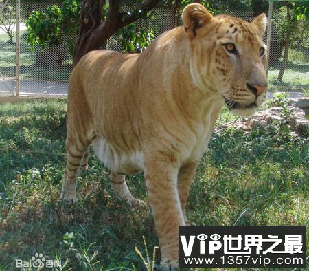 老虎和狮子能生出狮虎兽 狗和猫能生出“狗猫”吗