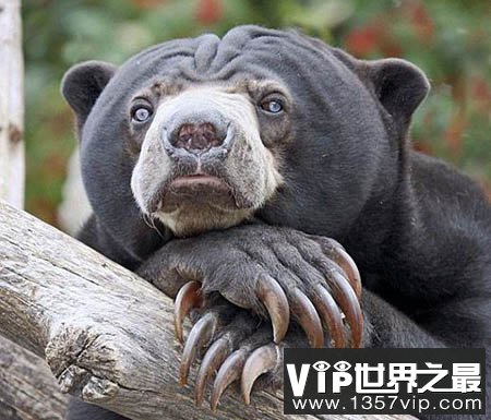 马来熊—世界上最小的熊
