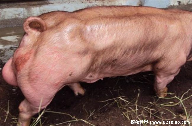 世界上最强壮的猪 杜洛克猪体质比较结实(可以放养)