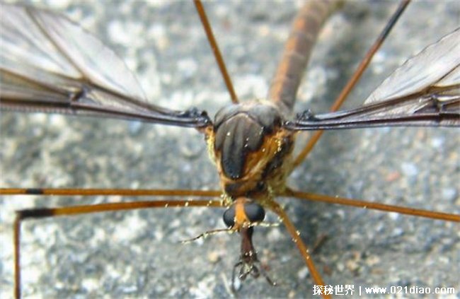 世界上最大的蚊子 金腹巨蚊致命的毒蚊子(传染性高)