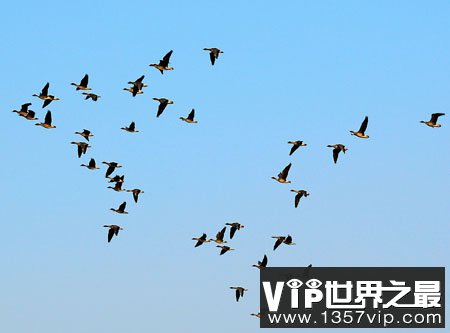 鸟类为什么要迁徙 鸟类迁徙搬家之谜