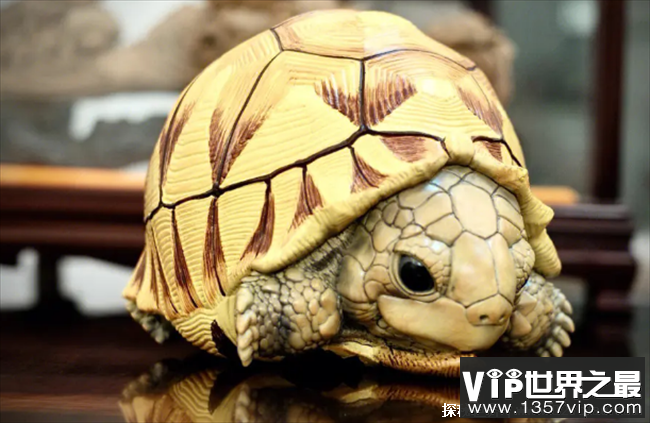 世界十大最名贵的乌龟 安哥洛卡陆龟位居第一(陆龟之王)