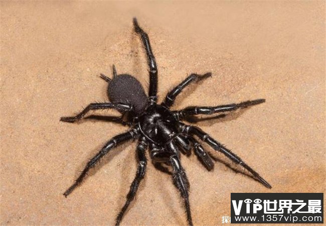 世界上最危险的十大蜘蛛 漏斗蜘蛛毒性最大(在澳大利亚)