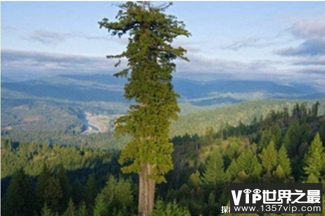 世界十大最高的树 亥伯龙树高115.85米(美国红杉)
