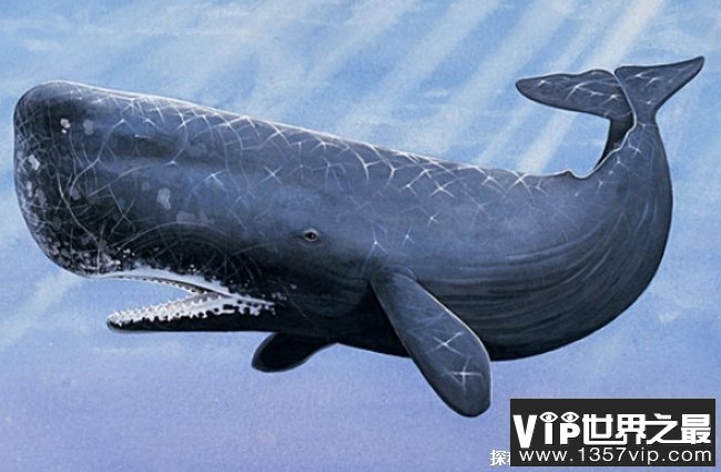 世界上最凶猛的鲸鱼 梅尔维尔鲸体长20米(已经灭绝)