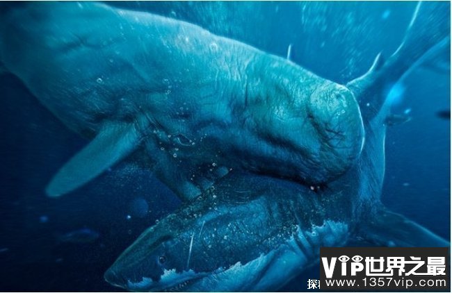 世界上最凶猛的鲸鱼 梅尔维尔鲸体长20米(已经灭绝)