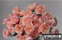 世界上最贵的玫瑰花 朱丽叶玫瑰花值2700多万元(切花型玫瑰)