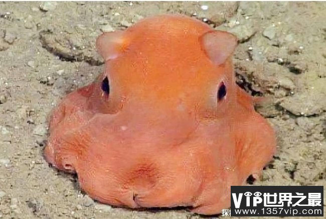世界上最可爱的章鱼 小飞象章鱼比较可爱(在深海地区)