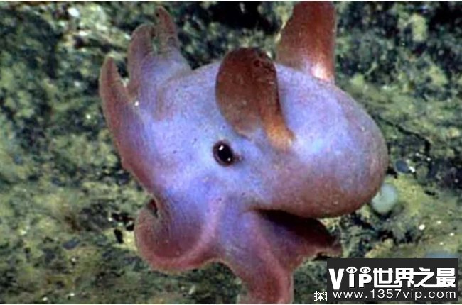 世界上最可爱的章鱼 小飞象章鱼比较可爱(在深海地区)