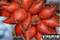 世界最丑的水果 蛇皮果是东南亚的一种水果(纹路像蛇皮)