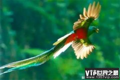 世界上最漂亮的鸟 凤尾绿咬鹃有华丽的外表(来于南美洲)