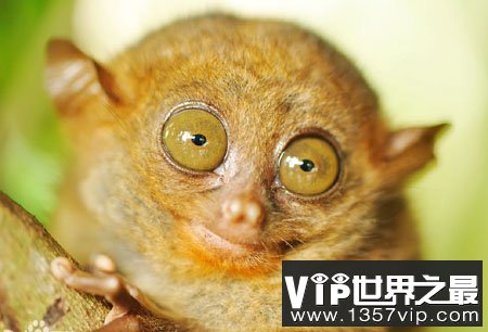 菲律宾眼镜猴：世界上最小的灵长类动物