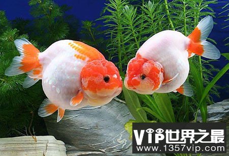 鲫鱼是金鱼的祖先吗