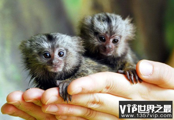 狨猴：世界上最小的猴子
