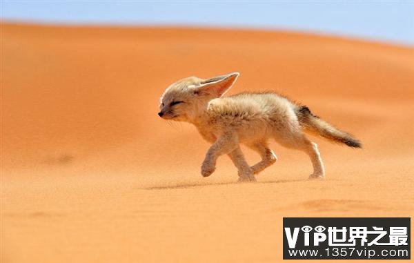 沙漠狐狸：世界上最小的狐狸