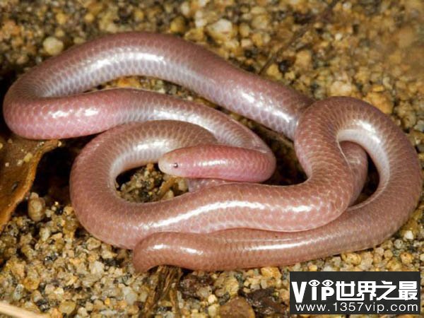 盲蛇：世界上最小的蛇