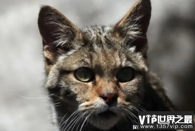 如人类消失了地球将由哪个动物统治 猿类生物(智商高)