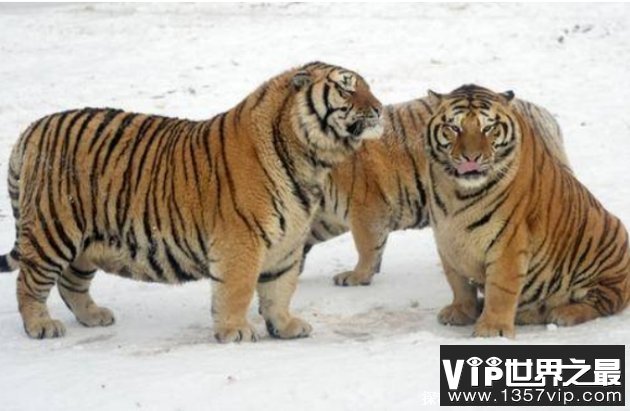 世界上最大的猫科动物 东北亚巨虎(800公斤)