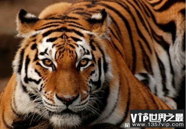 世界上最大的猫科动物 东北亚巨虎(800公斤)