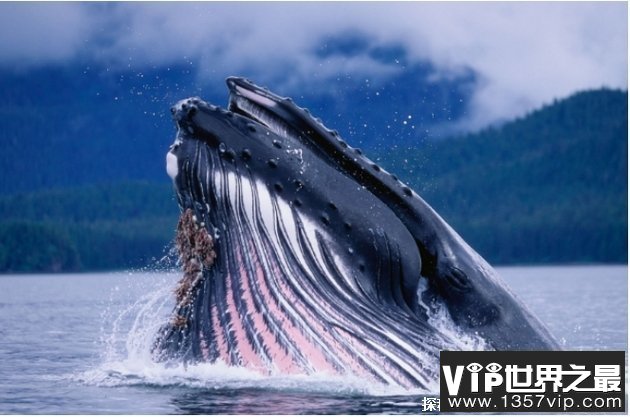 世界上最大的生物 蓝鲸最长达33.6米(体重180吨)