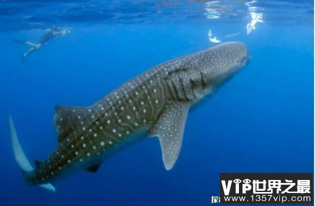 世界上最大的鱼 鲸鲨最长可达20米(吃浮游生物)
