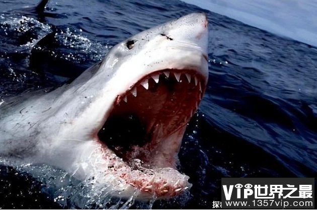 世界上最强的鲨鱼 大白鲨是最大的食肉性鱼类(称海洋霸主)