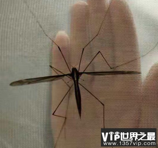 世界最大的蚊子 长达25.8厘米