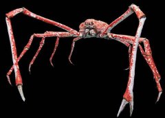 世界上最大的变异螃蟹，日本巨型杀人蟹