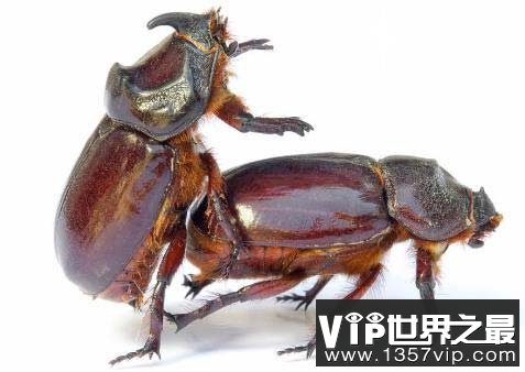 世界上最大的蟑螂，犀牛蟑螂2.jpg