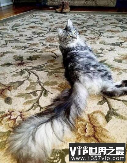 世界上尾巴最长的猫，缅因猫尾巴长达45厘米