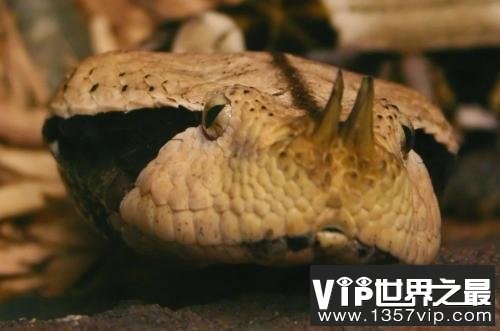 世界上毒牙最长的蛇，加蓬蝰蛇毒牙长达5cm
