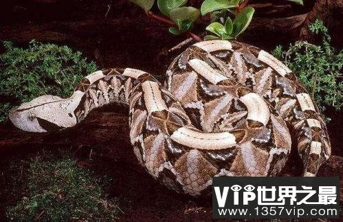 世界上毒牙最长的蛇，加蓬蝰蛇毒牙长达5cm