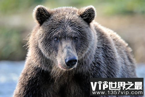 世界上体型最大的熊类，灰熊体重可达700千克